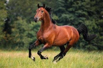 Kalendarz 2023 Trójdzielny Koń