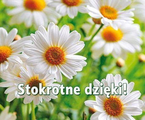 Perełka 263 Stokrotne dzięki! - praca zbiorowa