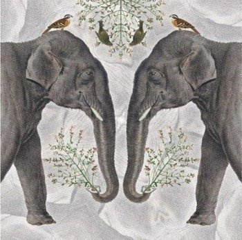Karnet kwadrat z kopertą Indian Elephant